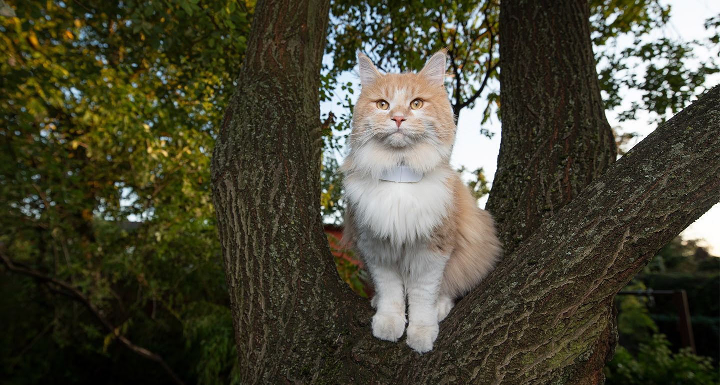 GPS tracker voor katten en honden; volg ze overal op de voet Pets Place