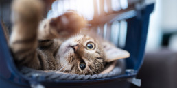 Castratie en sterilisatie kat
