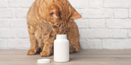 Voedingssupplementen voor katten