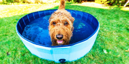 Hondenzwembaden en waterspeelgoed voor honden