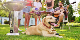 Hondvriendelijk BBQ’en