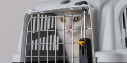kattenreismand