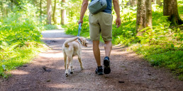 Wandelen met de hond