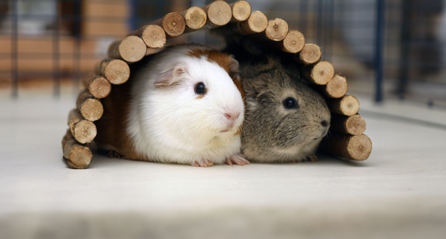 De leukste en populairste namen voor cavia