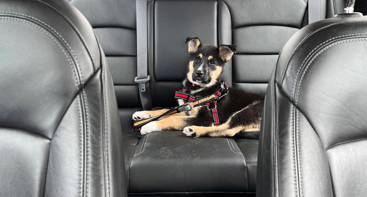Hond vervoeren in de auto, wat moet ik weten?