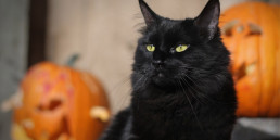 Halloween hond, kat, konijn, knaagdier, vogel