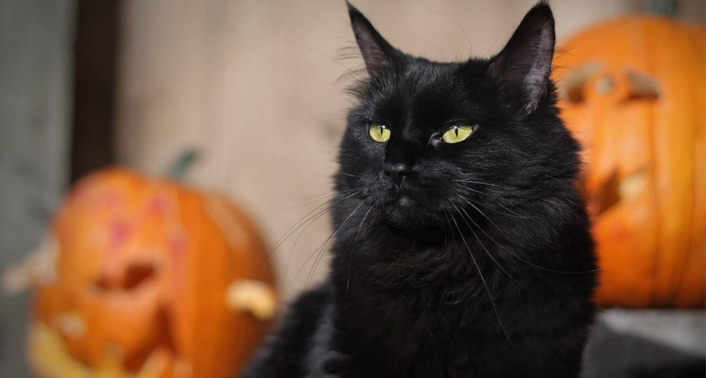 DIY: Halloween slinger maken van wc rollen