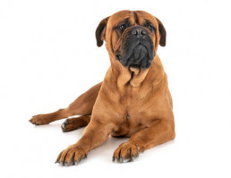 Bullmastiff