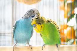 Vogels samen