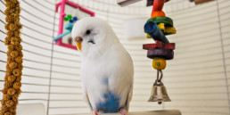 Hoe voorkom ik verveling bij mijn vogel?