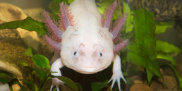 Axolotl