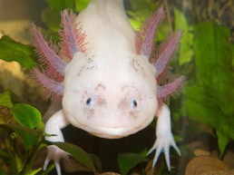 Axolotl