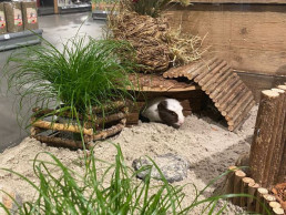 Caviascape met planten