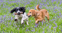 Lente