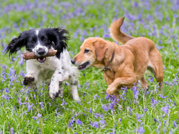 Lente