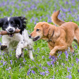 Lente