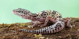 Luipaardgekko
