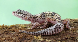 Luipaardgekko