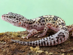 Luipaardgekko