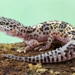 Luipaardgekko