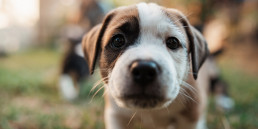 Puppy opvoeden