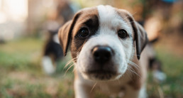 Puppy opvoeden