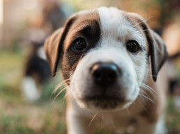 Puppy opvoeden