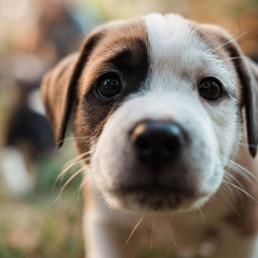 Puppy opvoeden