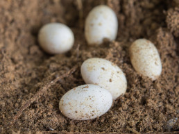Reptielen eieren