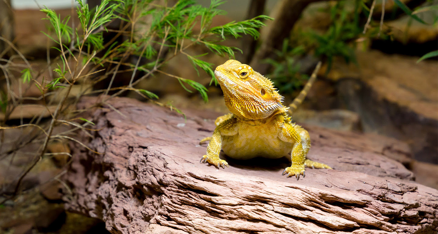 Hoe richt je een terrarium in? Pets Place