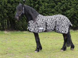 Vliegendeken paard