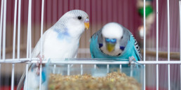 Vogel gewicht