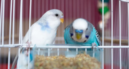 Vogel gewicht