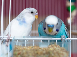 Vogel gewicht