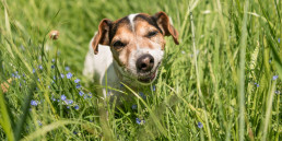 Hond eet gras