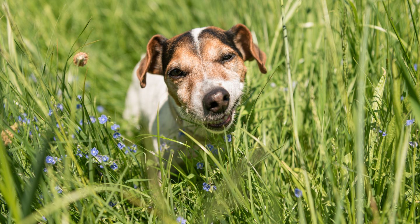 Hond eet gras, waarom en wat kan je ermee? Pets Place