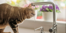 Suikerziekte bij katten