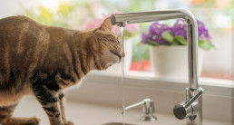 Suikerziekte bij katten