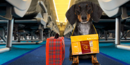 Hond uit het buitenland adopteren