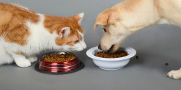Natuurlijke dierenvoeding voor huisdieren