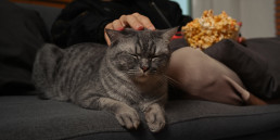 8 chilltips met je hond of kat tijdens een koude herfstdag