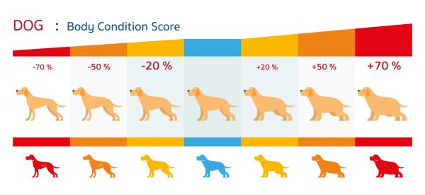 Body condition score van de hond