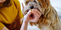 Mens geeft hond een supplement