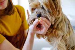 Mens geeft hond een supplement