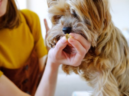 Mens geeft hond een supplement