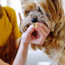 Mens geeft hond een supplement