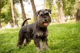 Schnauzer met draadachtige vacht
