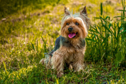 Yorkshire Terri&euml;r met fijne vacht