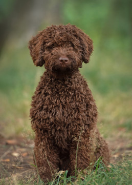 Spaanse Waterhond met bruine krulvacht