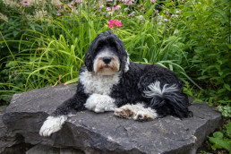 Portugese Waterhond met zwart-witte krulvacht